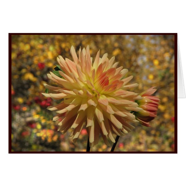 Cactus Dahlia (Voorkant Horizontaal)