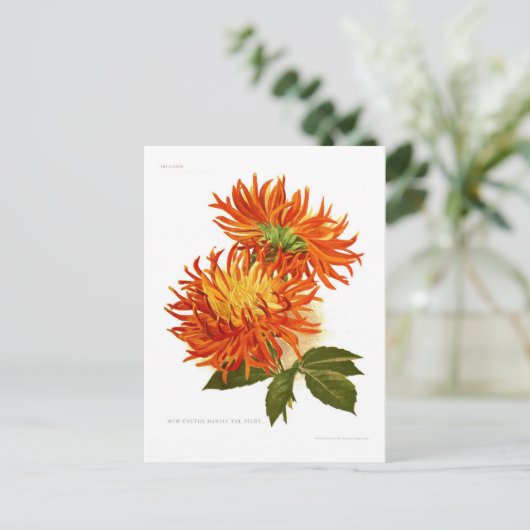 Cactus Dahlia Briefkaart (Staand voorkant)