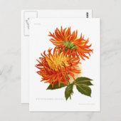 Cactus Dahlia Briefkaart (Voorkant / Achterkant)