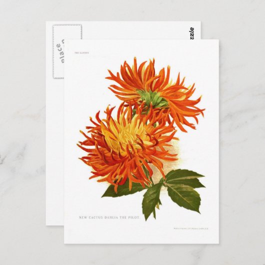 Cactus Dahlia Briefkaart (Voorkant / Achterkant)