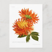 Cactus Dahlia Briefkaart (Voorkant)