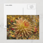 Cactus Dahlia Briefkaart (Voorkant / Achterkant)