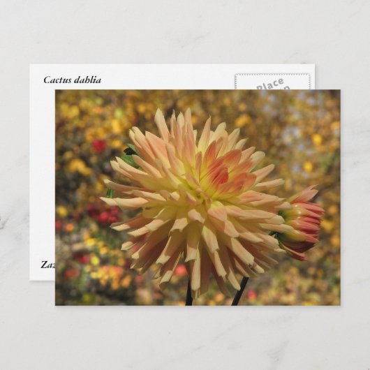 Cactus Dahlia Briefkaart (Voorkant / Achterkant)