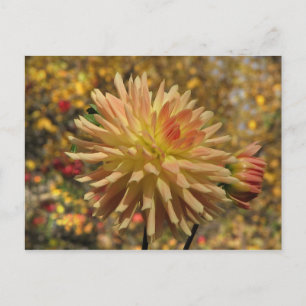 Cactus Dahlia Briefkaart
