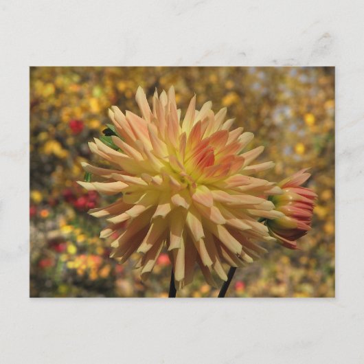 Cactus Dahlia Briefkaart (Voorkant)