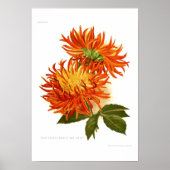 Cactus Dahlia Poster (Voorkant)