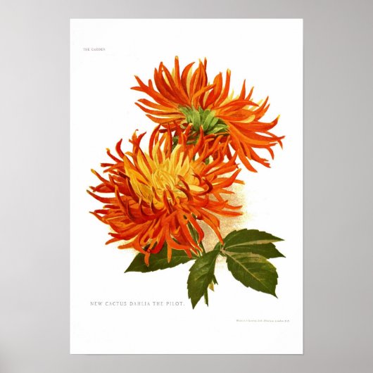 Cactus Dahlia Poster (Voorkant)