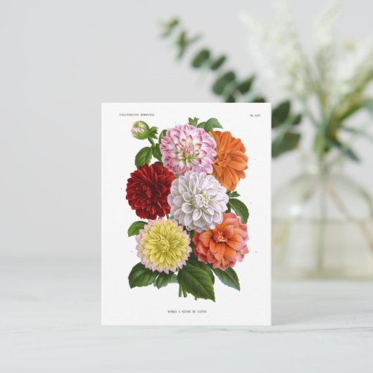 Cactus Dahlias Briefkaart (Staand voorkant)