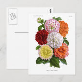 Cactus Dahlias Briefkaart (Voorkant / Achterkant)