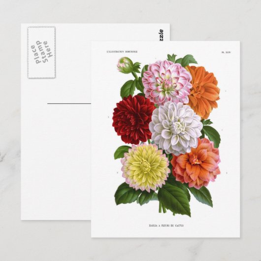 Cactus Dahlias Briefkaart (Voorkant / Achterkant)