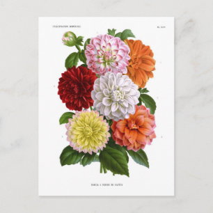 Cactus Dahlias Briefkaart