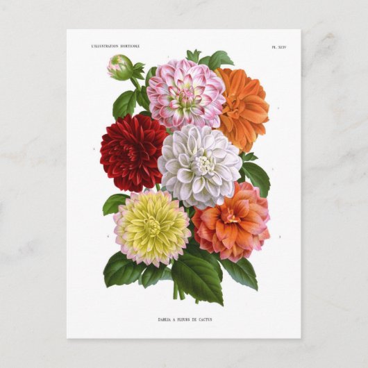 Cactus Dahlias Briefkaart (Voorkant)