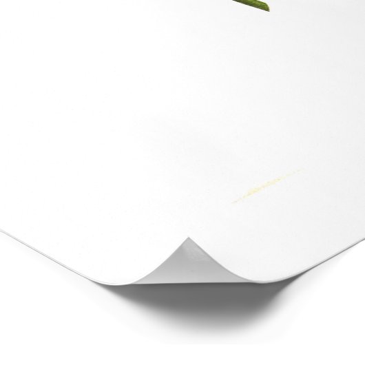 Cactus Dahlias Poster (Hoek)