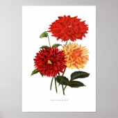 Cactus Dahlias Poster (Voorkant)