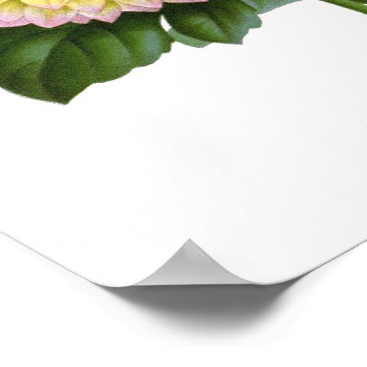 Cactus Dahlias Poster (Hoek)