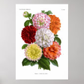 Cactus Dahlias Poster (Voorkant)