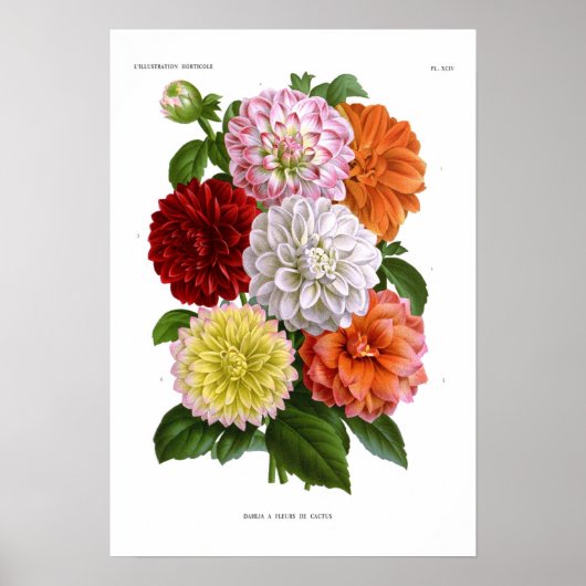 Cactus Dahlias Poster (Voorkant)