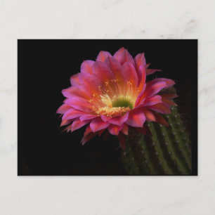 Cactus Delight Blooming Briefkaart