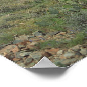 Cactus Desert Coloring Fotografie Poster afdrukken (Hoek)