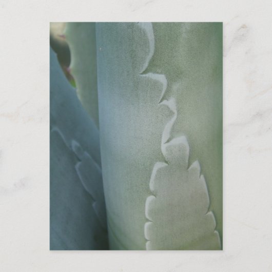 Cactus Detail Briefkaart (Voorkant)