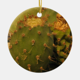 Cactus Detail Fotografie Cirkel Ornament