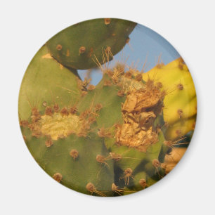 Cactus Detail Fotografie Ronde Magneet