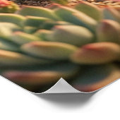 Cactus Egel Woestijnbloei Poster (Hoek)
