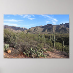 Cactus en Catalina Mountains in Tucson, Arizona Poster
