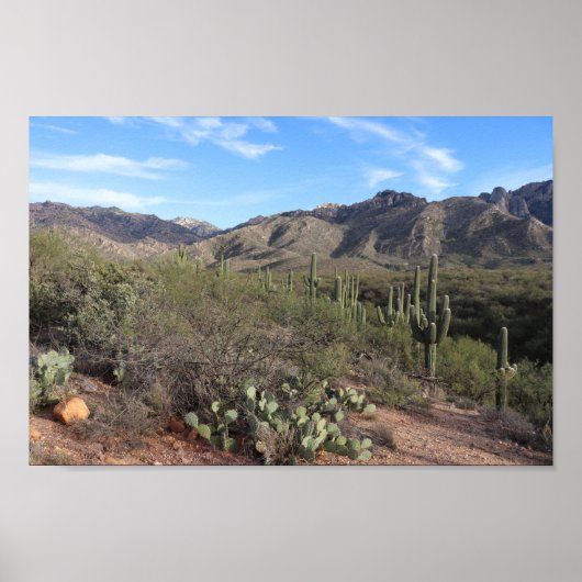 Cactus en Catalina Mountains in Tucson, Arizona Poster (Voorkant)