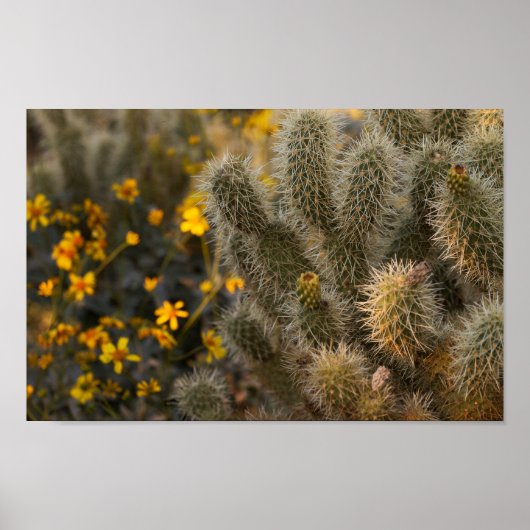 cactus en wilde bloemen poster (Voorkant)