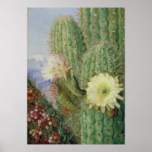 Cactus Exotic Landscape van Marianne North Poster (Voorkant)