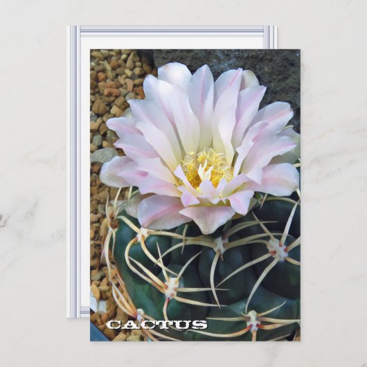 Cactus: Flat Card (Voorkant / Achterkant)