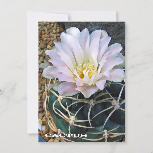 Cactus: Flat Card (Voorkant)