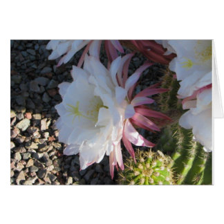 Cactus Flower