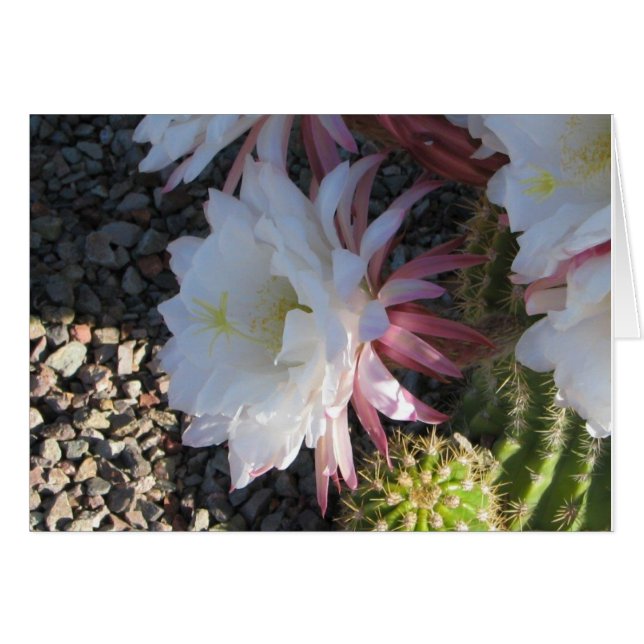 Cactus Flower (Voorkant Horizontaal)