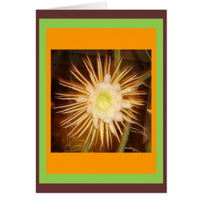 Cactus Flower (Voorkant)