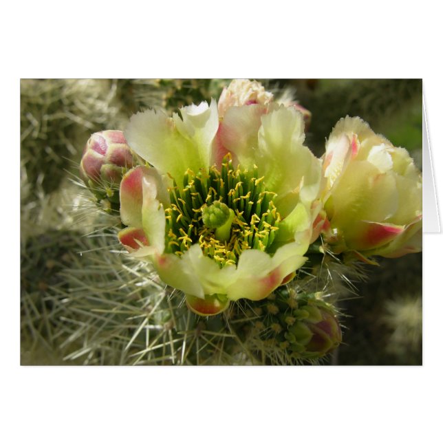 Cactus Flower (Voorkant Horizontaal)
