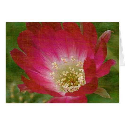 Cactus Flower (Voorkant Horizontaal)