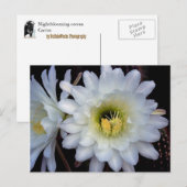 Cactus Flower 4355 Briefkaart (Voorkant / Achterkant)