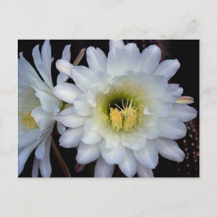 Cactus Flower 4355 Briefkaart