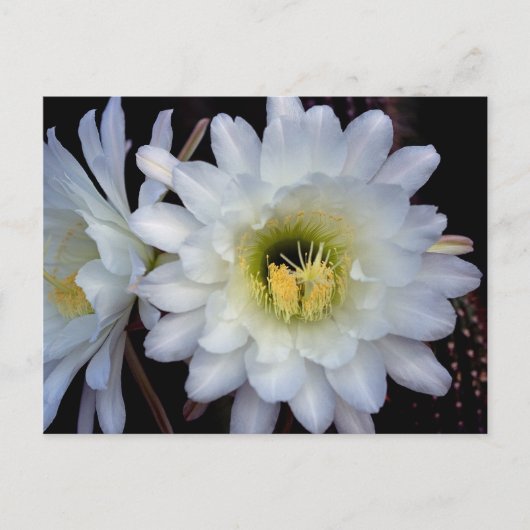 Cactus Flower 4355 Briefkaart (Voorkant)