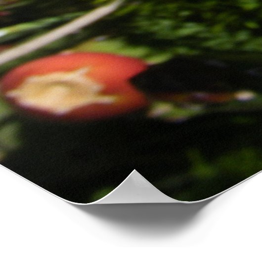 Cactus Flower Blooms in Oranje Poster (Hoek)