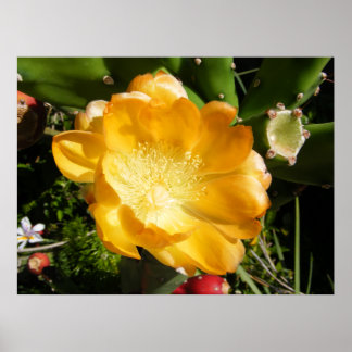 Cactus Flower Blooms in Oranje Poster
