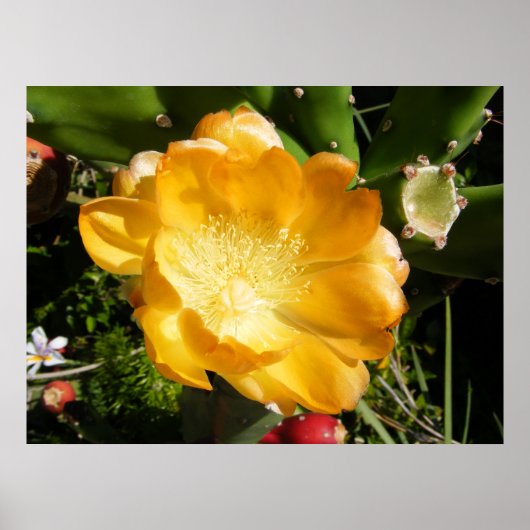 Cactus Flower Blooms in Oranje Poster (Voorkant)