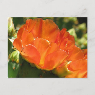 Cactus Flower Briefkaart
