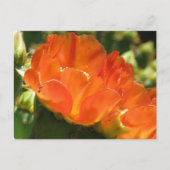 Cactus Flower Briefkaart (Voorkant)
