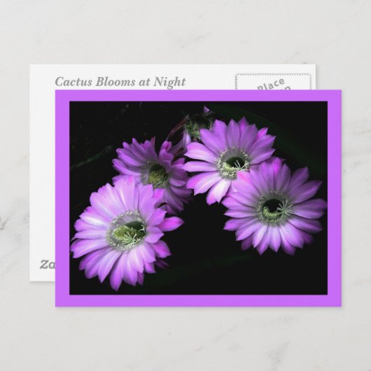 Cactus Flower Briefkaart (Voorkant / Achterkant)