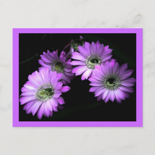 Cactus Flower Briefkaart (Voorkant)