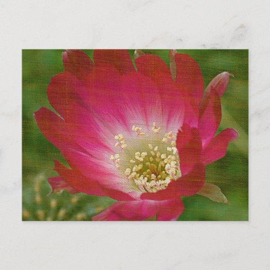Cactus Flower Briefkaart (Voorkant)