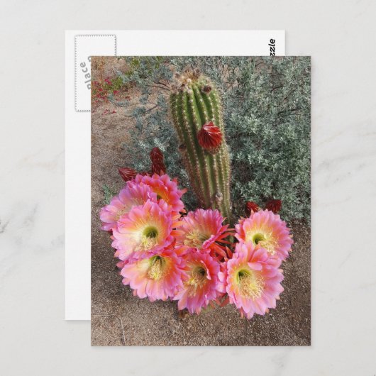 Cactus Flower Briefkaart (Voorkant / Achterkant)